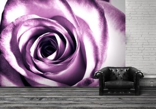 Purpurowa róża - fototapeta 366x254 cm