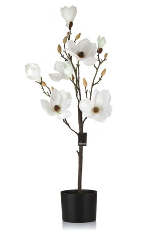 Magnolia biała w doniczce_Aluro